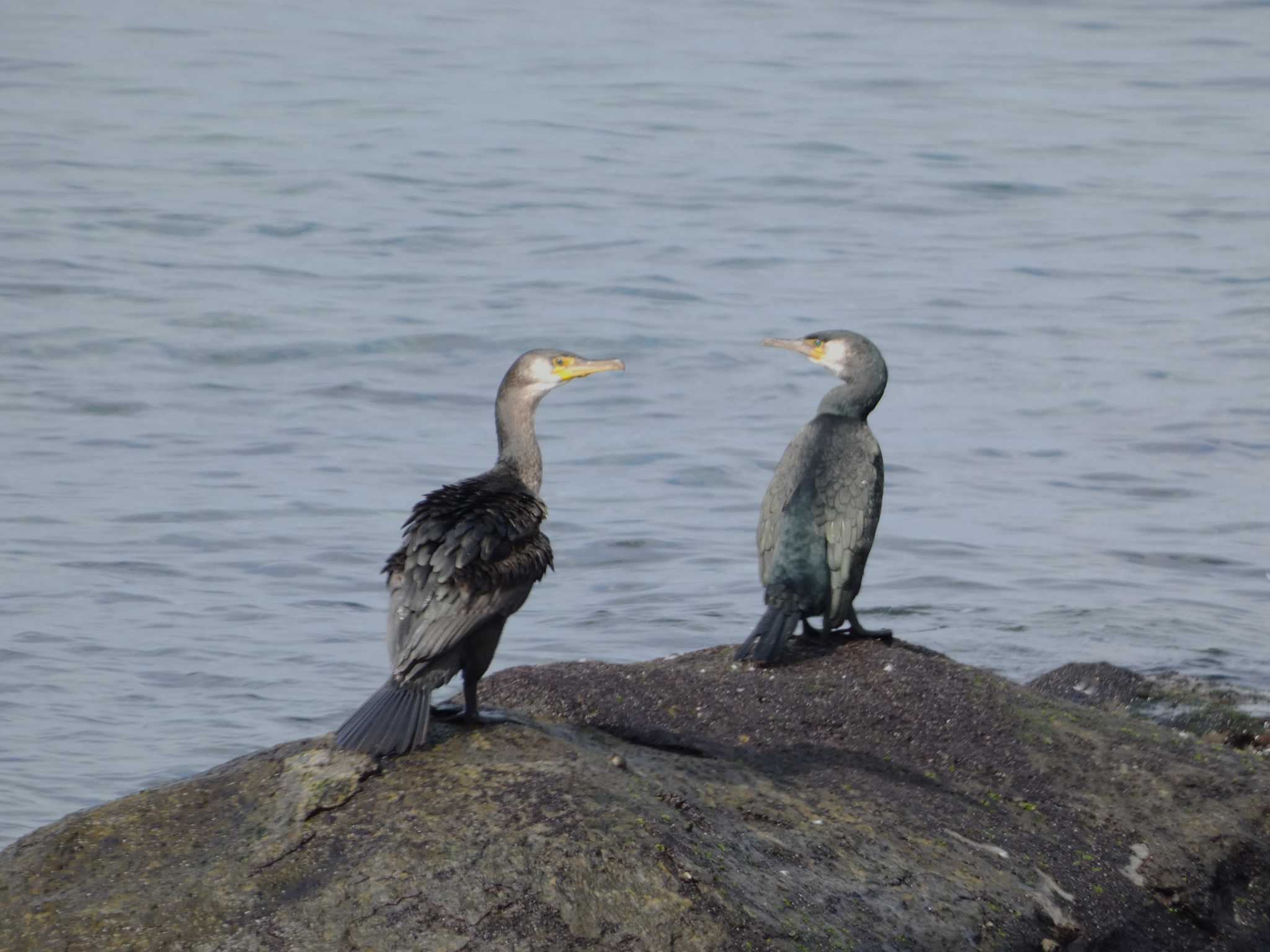 内浦湾 ウミウの写真 by koshi