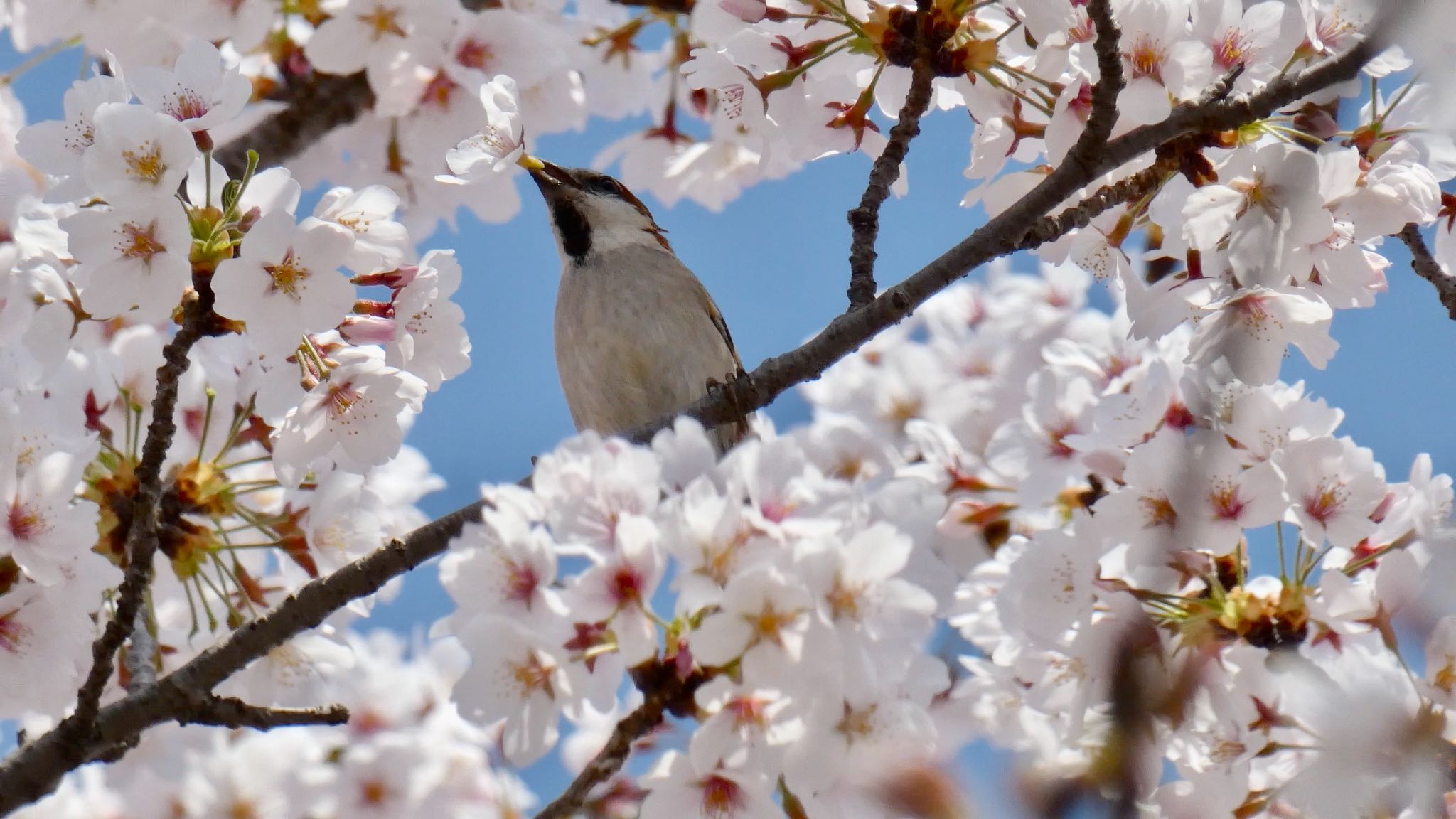 Photo of Russet Sparrow at Watarase Yusuichi (Wetland) by のどか