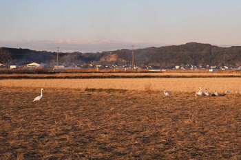 Tundra Swan 千葉県旭市 Sat, 1/27/2024