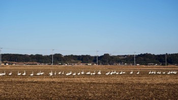 Tundra Swan 千葉県旭市 Sat, 1/27/2024