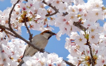 Russet Sparrow Watarase Yusuichi (Wetland) Sat, 3/31/2018
