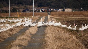 Tundra Swan 千葉県旭市 Sat, 1/27/2024