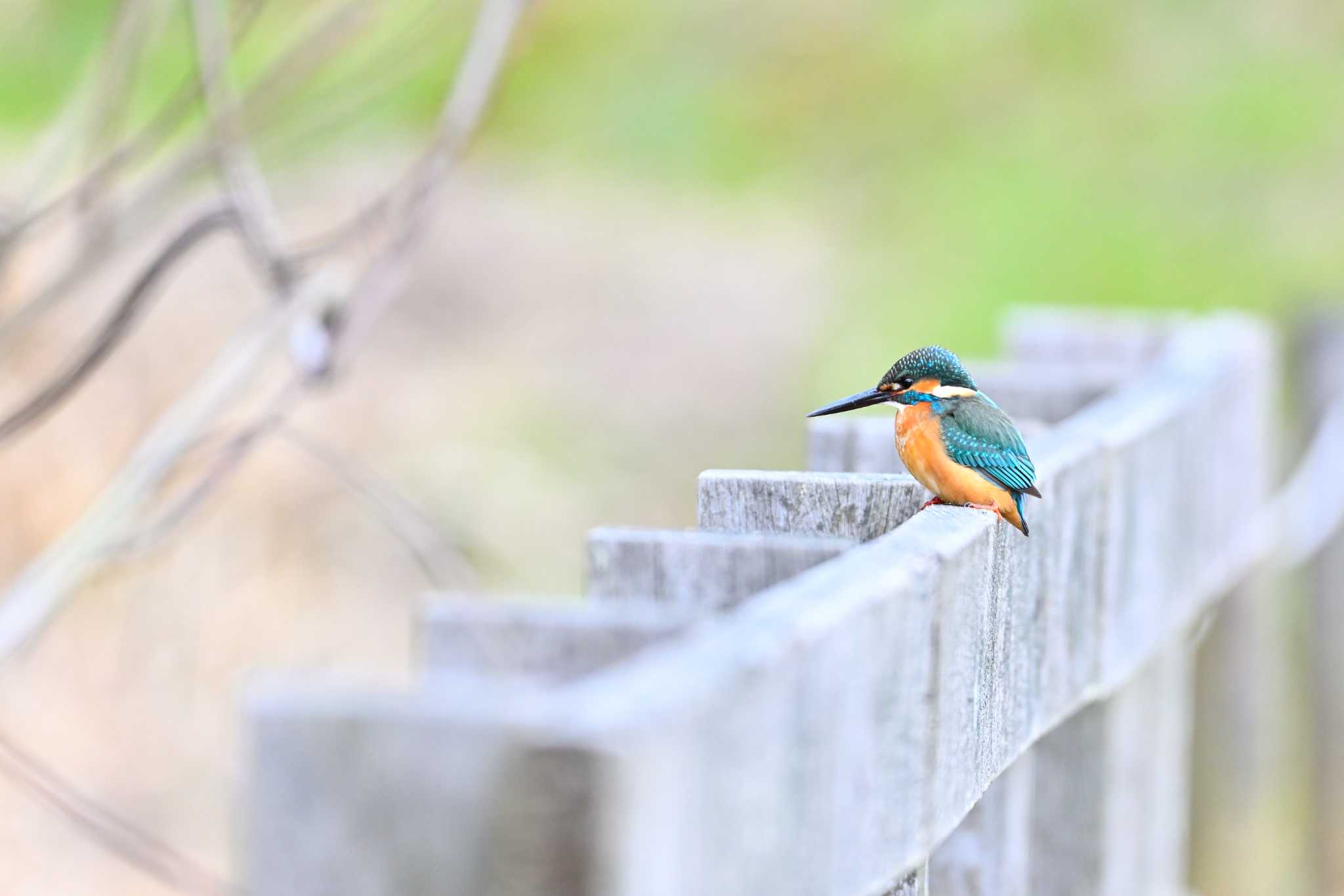 Common Kingfisher