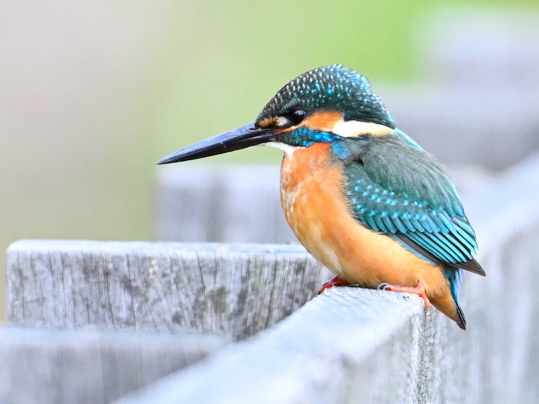 Common Kingfisher