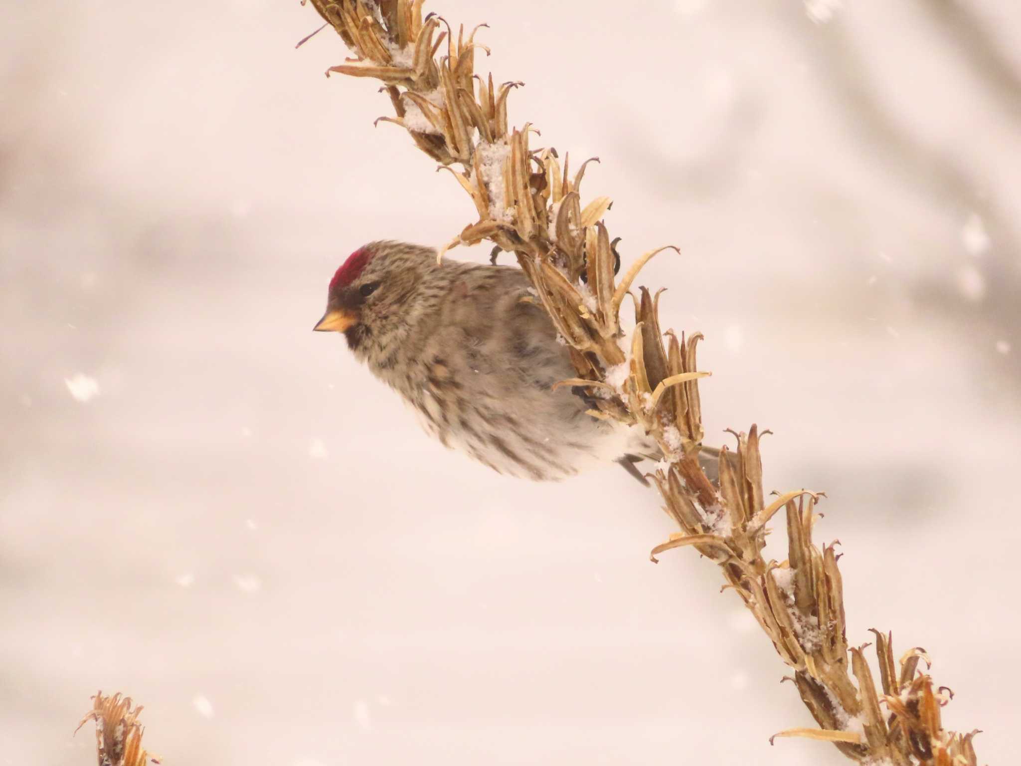 Photo of Common Redpoll at Makomanai Park by ゆ