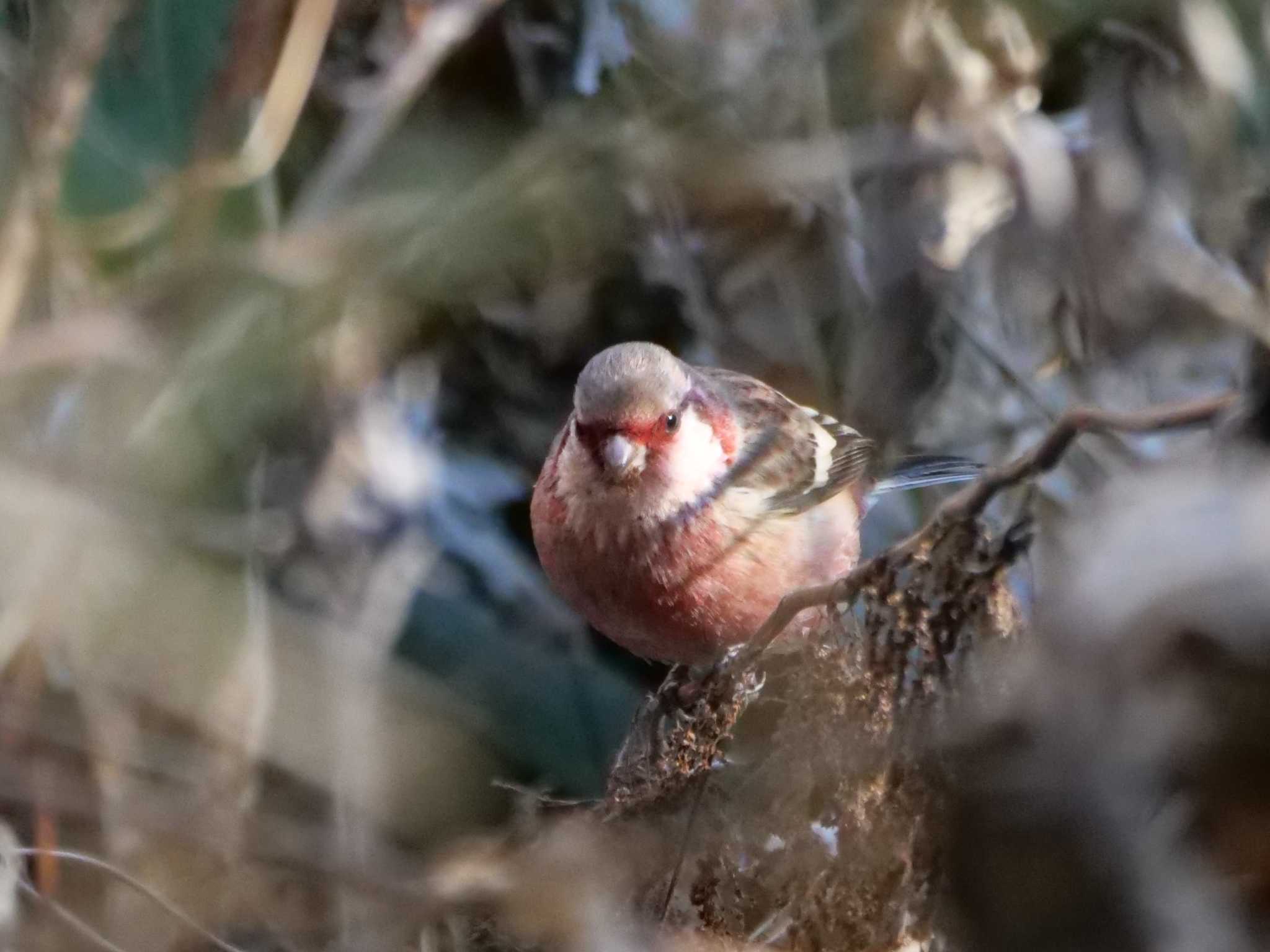 小さな谷の雑草群の中。 by little birds