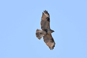 Eastern Buzzard 関東地方 Tue, 1/30/2024