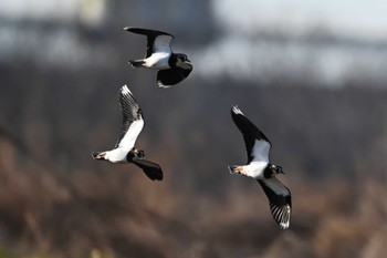 Northern Lapwing 関東地方 Tue, 1/30/2024