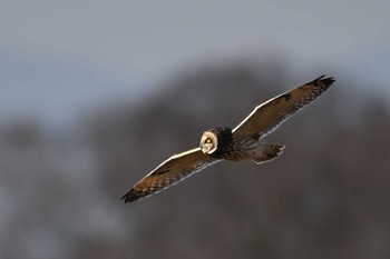 Short-eared Owl 関東地方 Tue, 1/30/2024