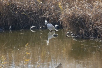 Eurasian Spoonbill Osaka Nanko Bird Sanctuary Sun, 1/14/2024