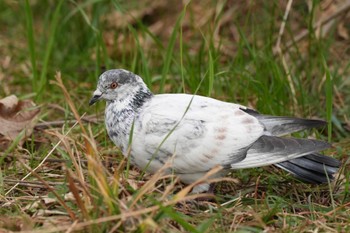 Rock Dove 多摩川河川敷 Sun, 1/28/2024