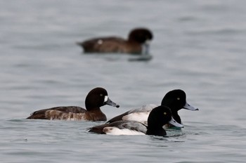 Greater Scaup Unknown Spots Tue, 1/30/2024