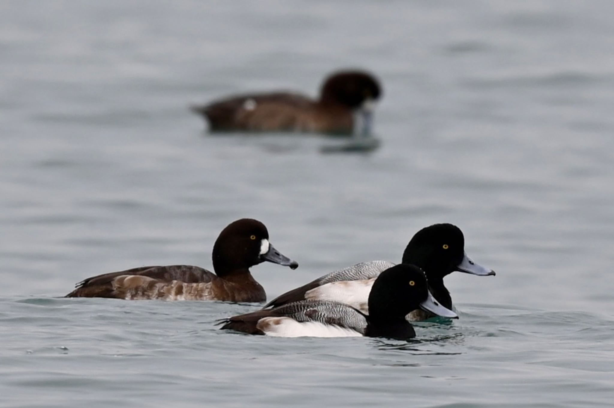 Photo of Greater Scaup at  by YURIKAMOME5513