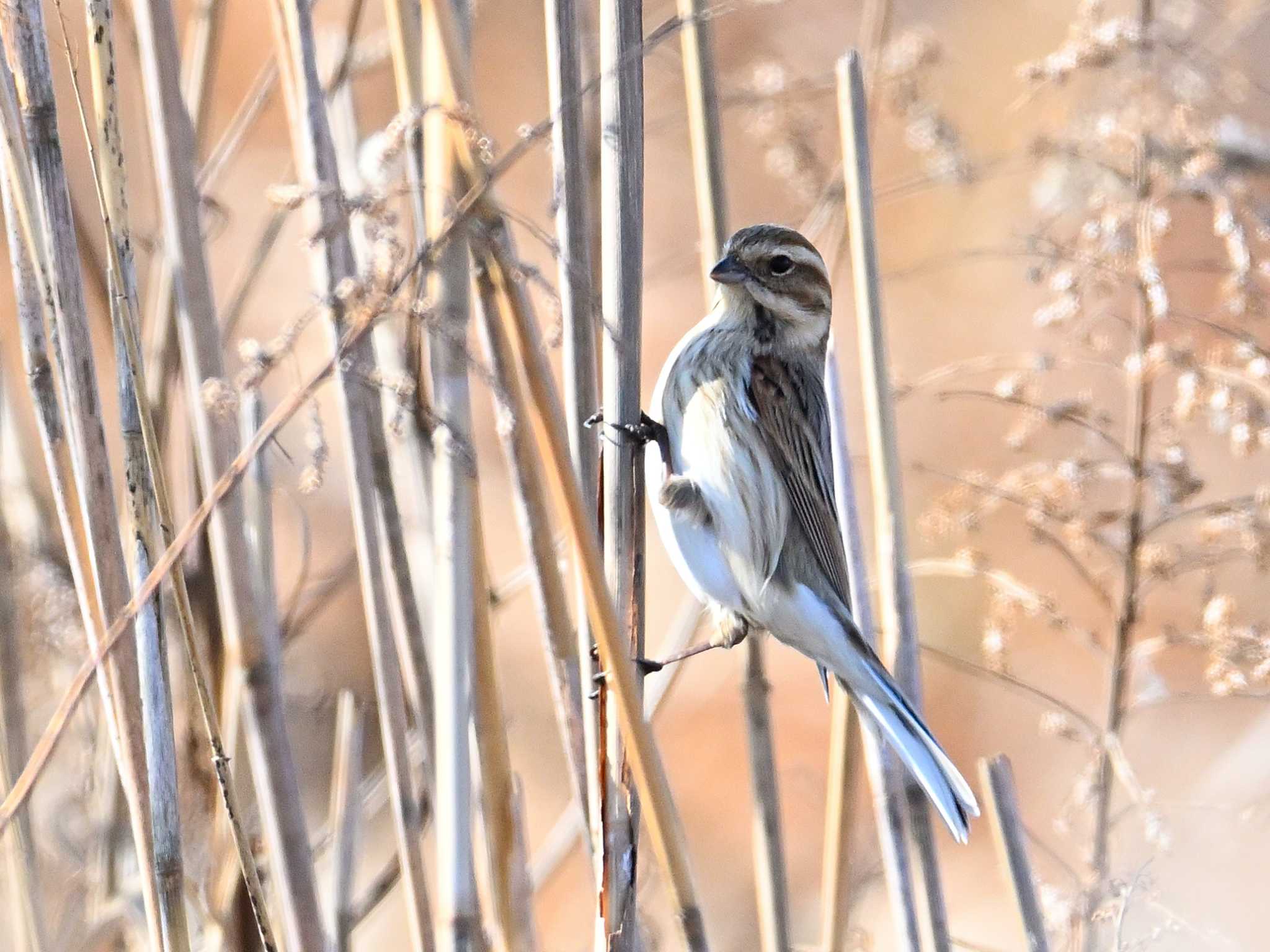 オオジュリン