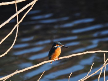 カワセミ 大堀川水辺公園 2024年1月30日(火)