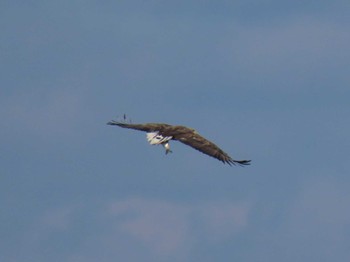 2024年1月30日(火) 伊豆沼の野鳥観察記録