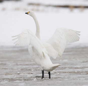 Tundra Swan 滋賀県湖北 Sun, 1/28/2024