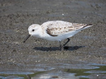 ミユビシギ ふなばし三番瀬海浜公園 2023年10月14日(土)