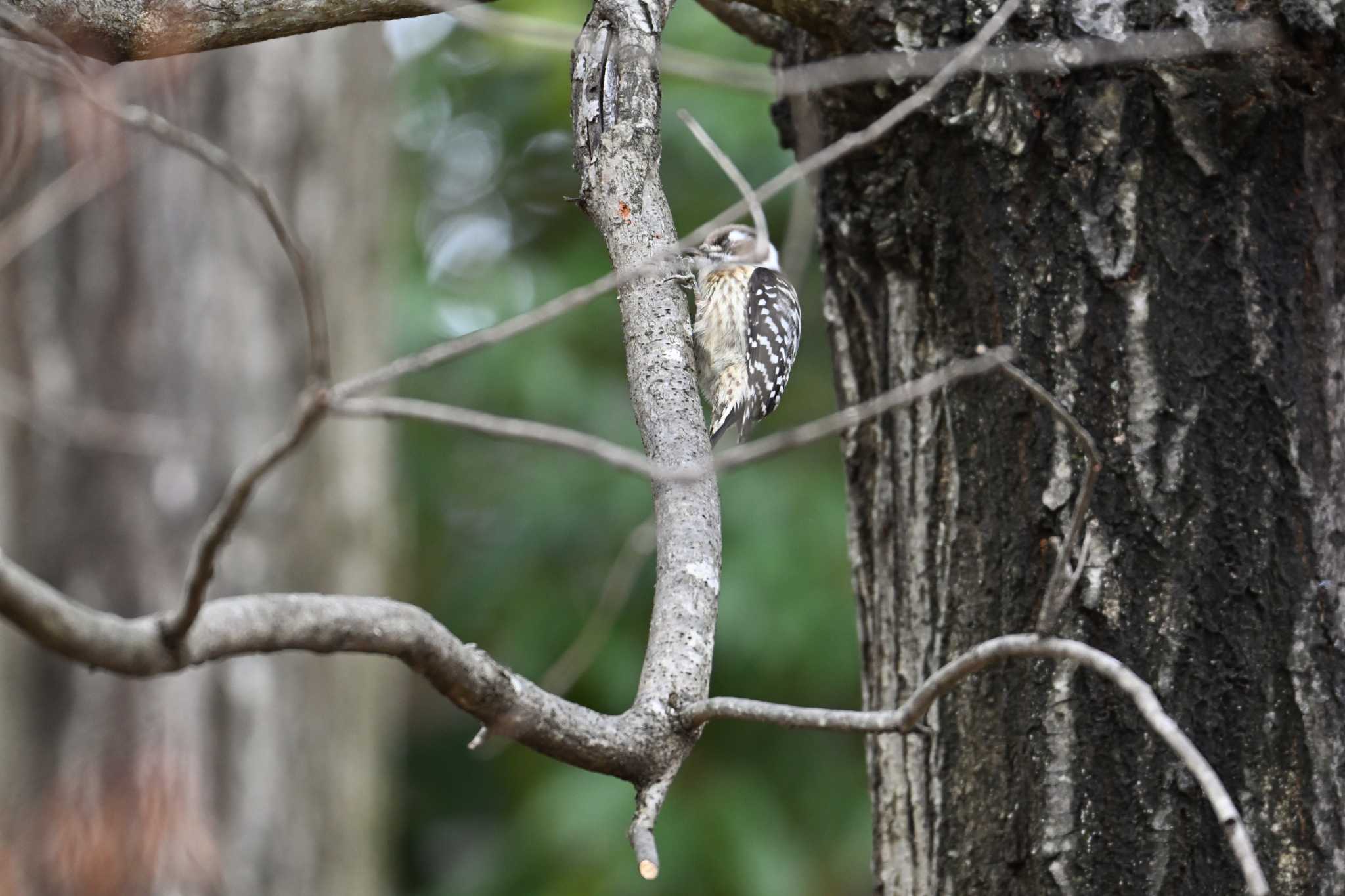 Japanese Pygmy Woodpecker