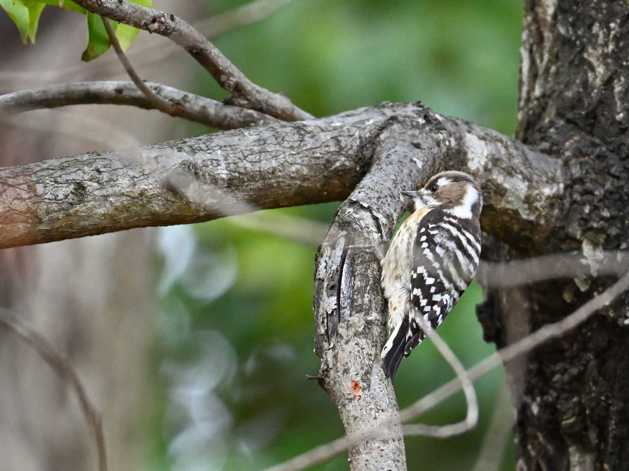 Japanese Pygmy Woodpecker