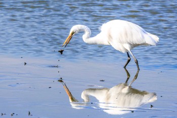 Great Egret 新池 Mon, 1/8/2024