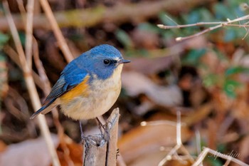 ルリビタキ 小宮公園(八王子) 2024年1月8日(月)