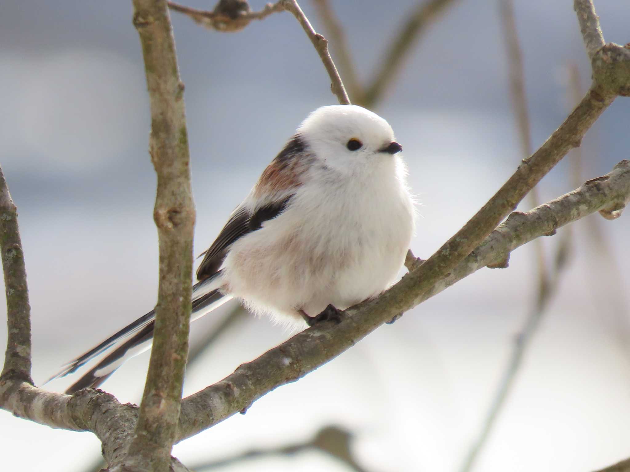 Long-tailed tit(japonicus)