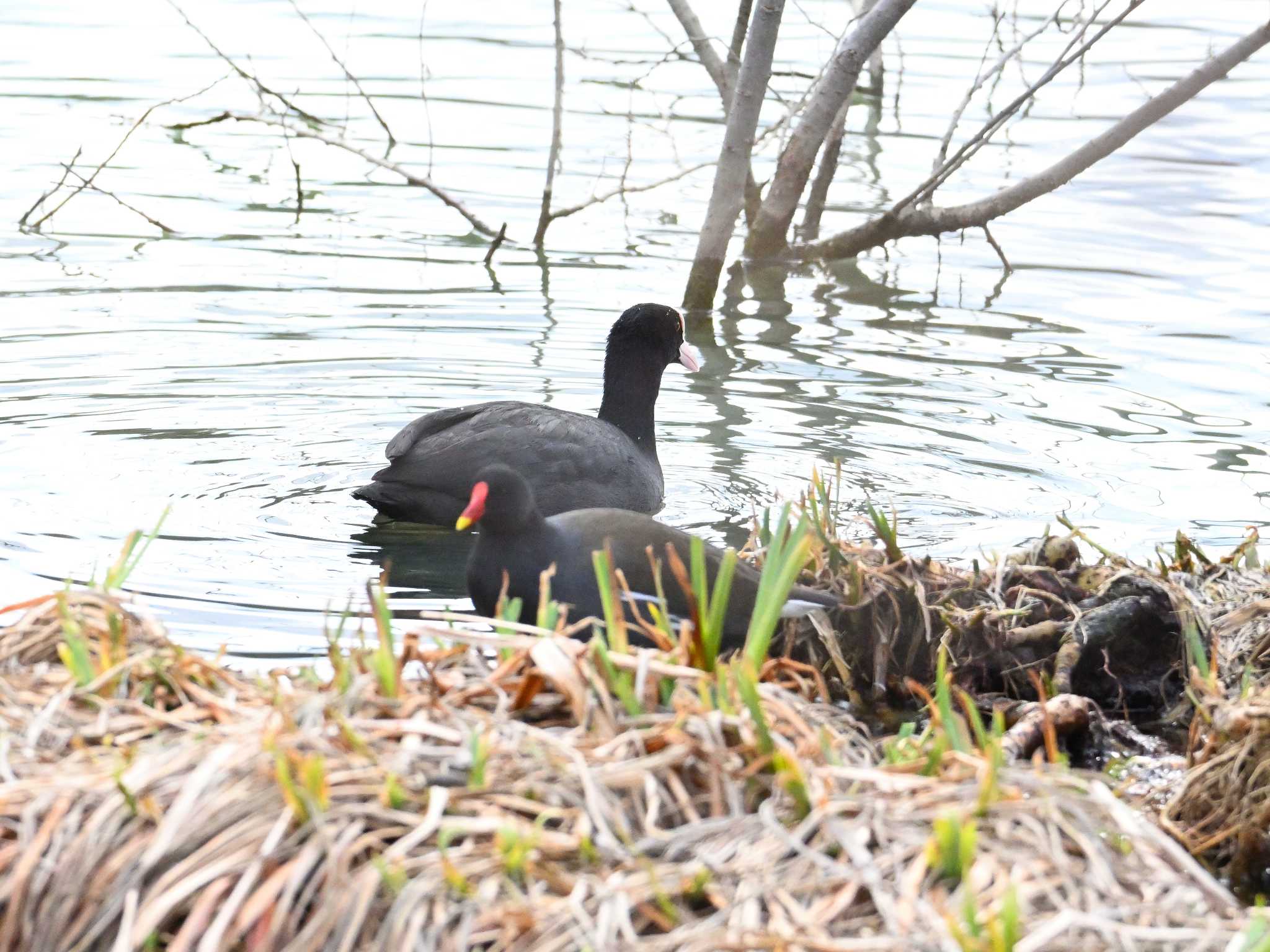 Eurasian Coot