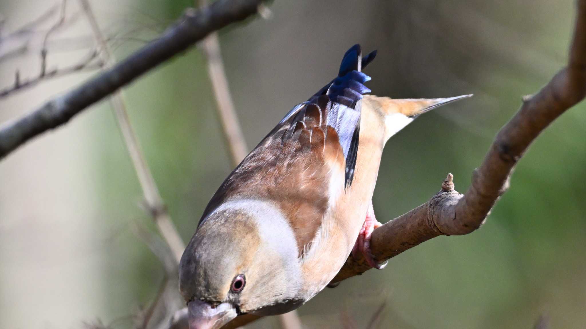 Hawfinch