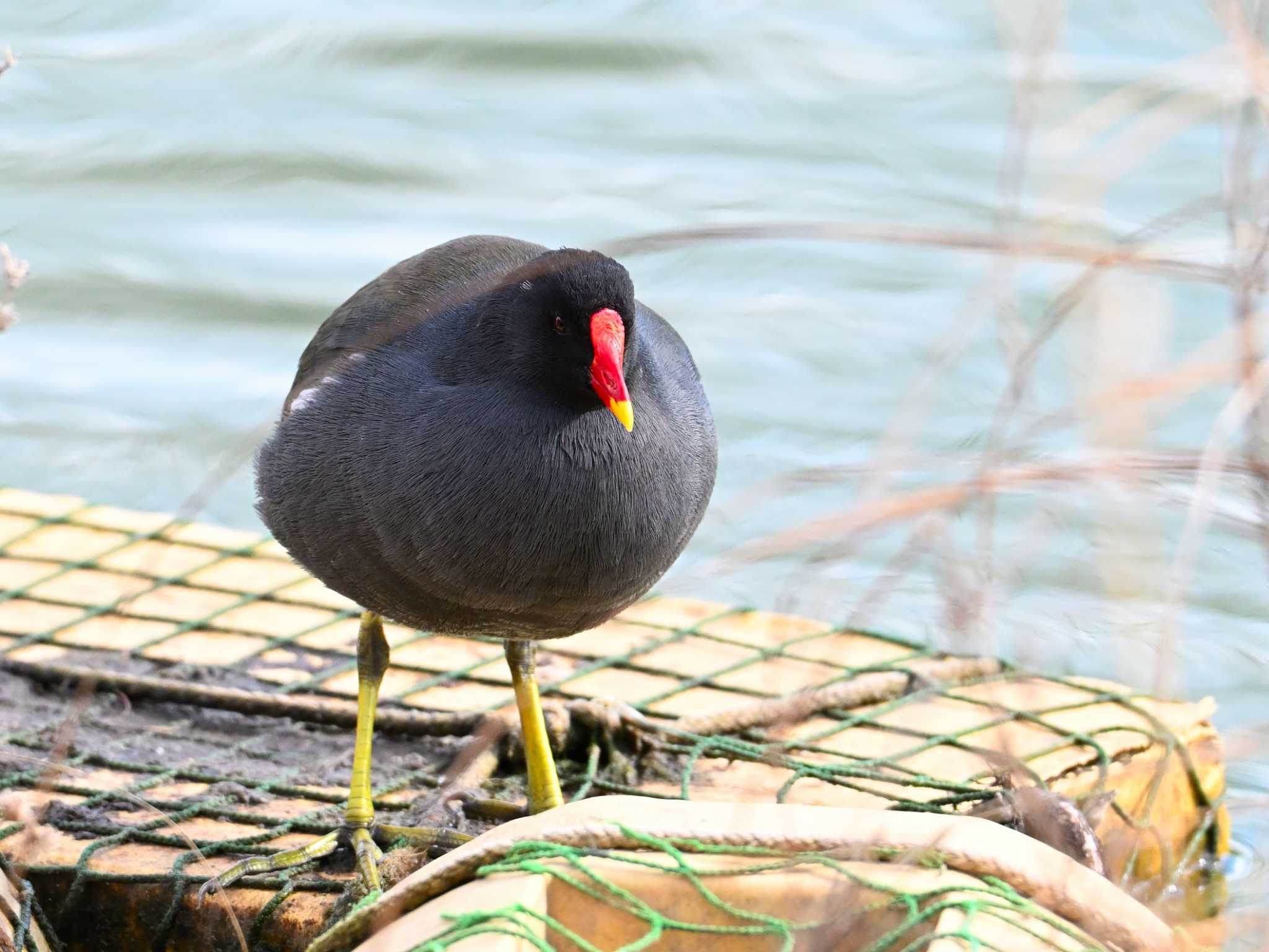 Common Moorhen