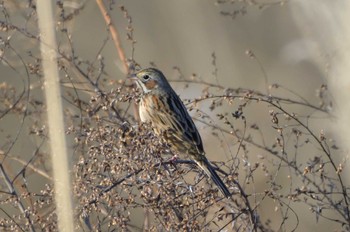 Tue, 1/30/2024 Birding report at 愛知県豊田市逢妻女川周辺