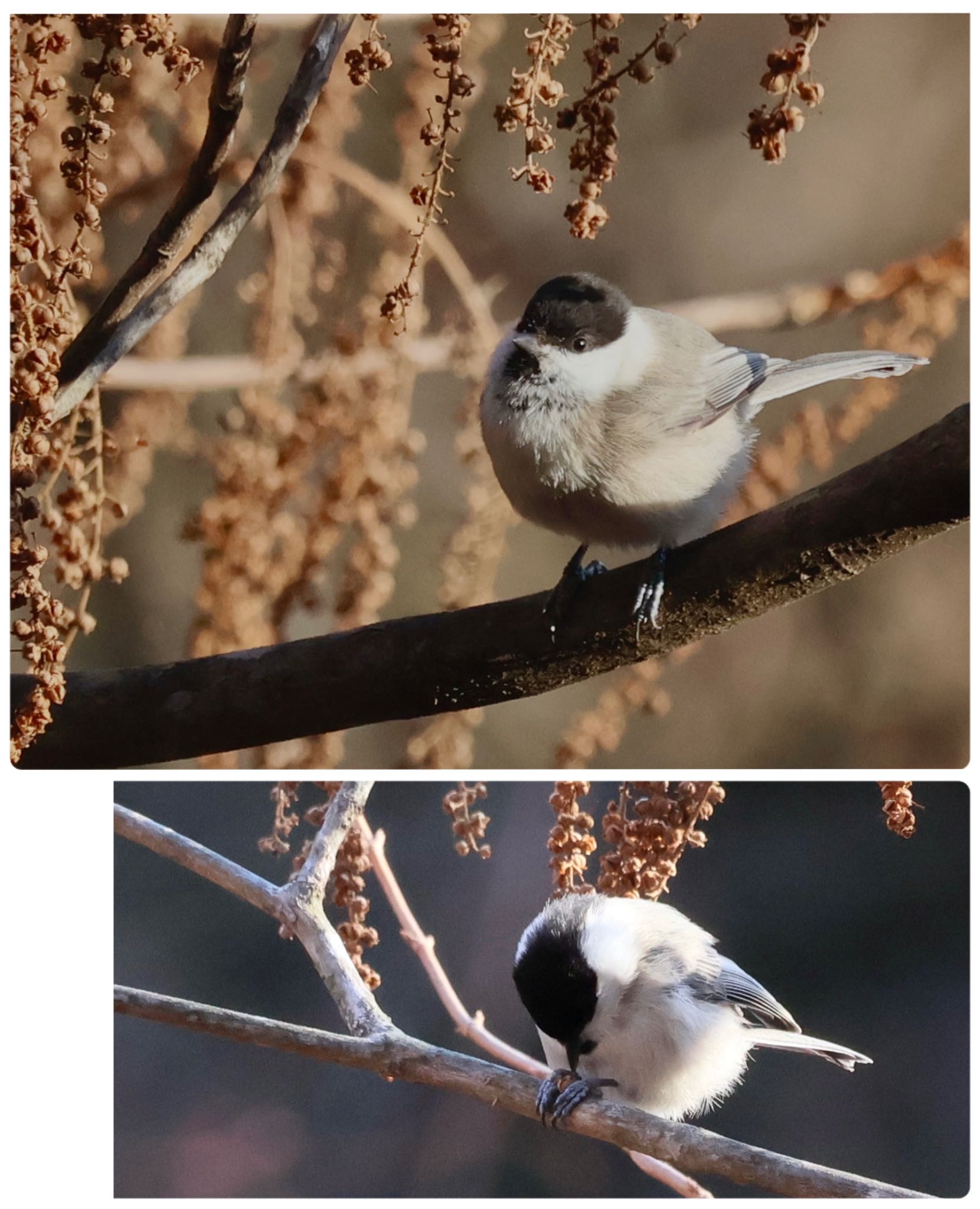 Willow Tit