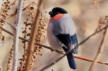 Eurasian Bullfinch(rosacea) Saitama Prefecture Forest Park Sun, 1/28/2024