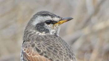 2024年1月31日(水) 平城宮跡の野鳥観察記録