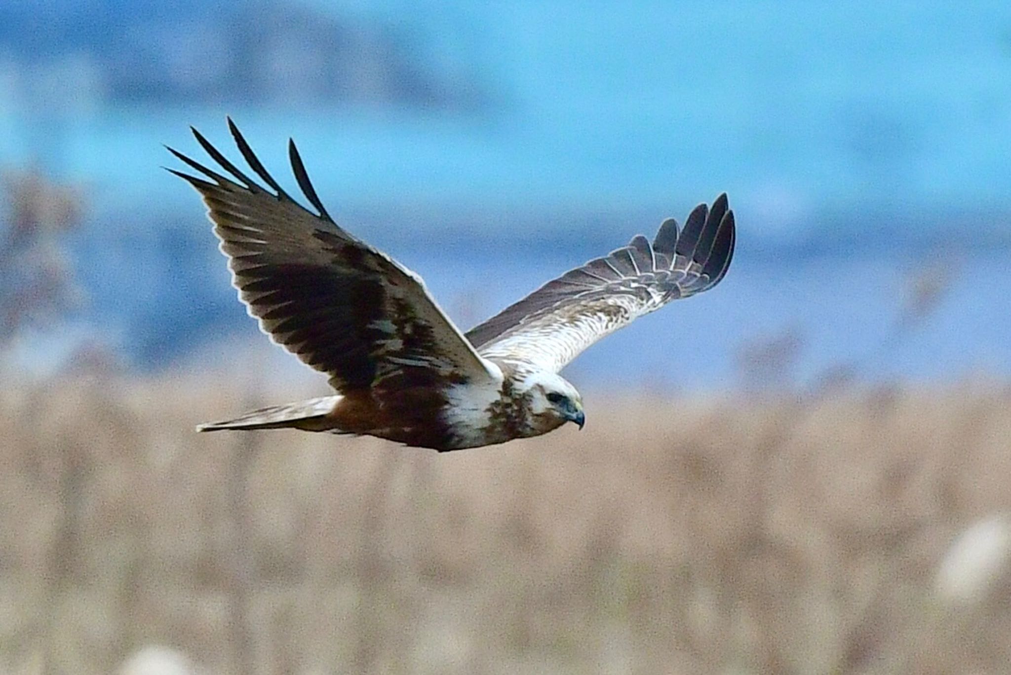 Photo of Eastern Marsh Harrier at 巨勢川調整池 by にょろちょろ