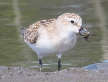 ミユビシギ ふなばし三番瀬海浜公園 2023年10月14日(土)