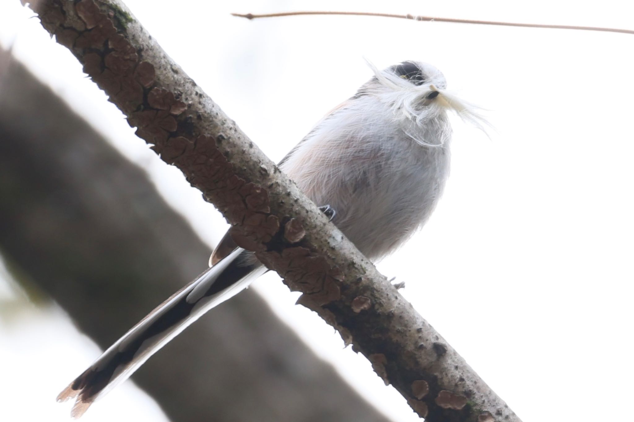 各務野自然遺産の森 エナガの写真 by フーさん