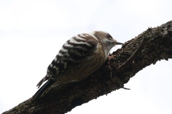 Wed, 1/31/2024 Birding report at 各務野自然遺産の森