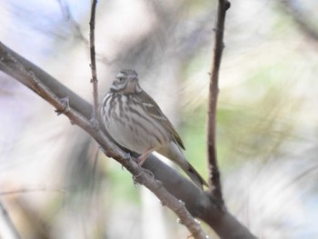 Olive-backed Pipit Akigase Park Tue, 1/30/2024