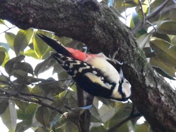 アカゲラ 秋ヶ瀬公園 2024年1月30日(火)