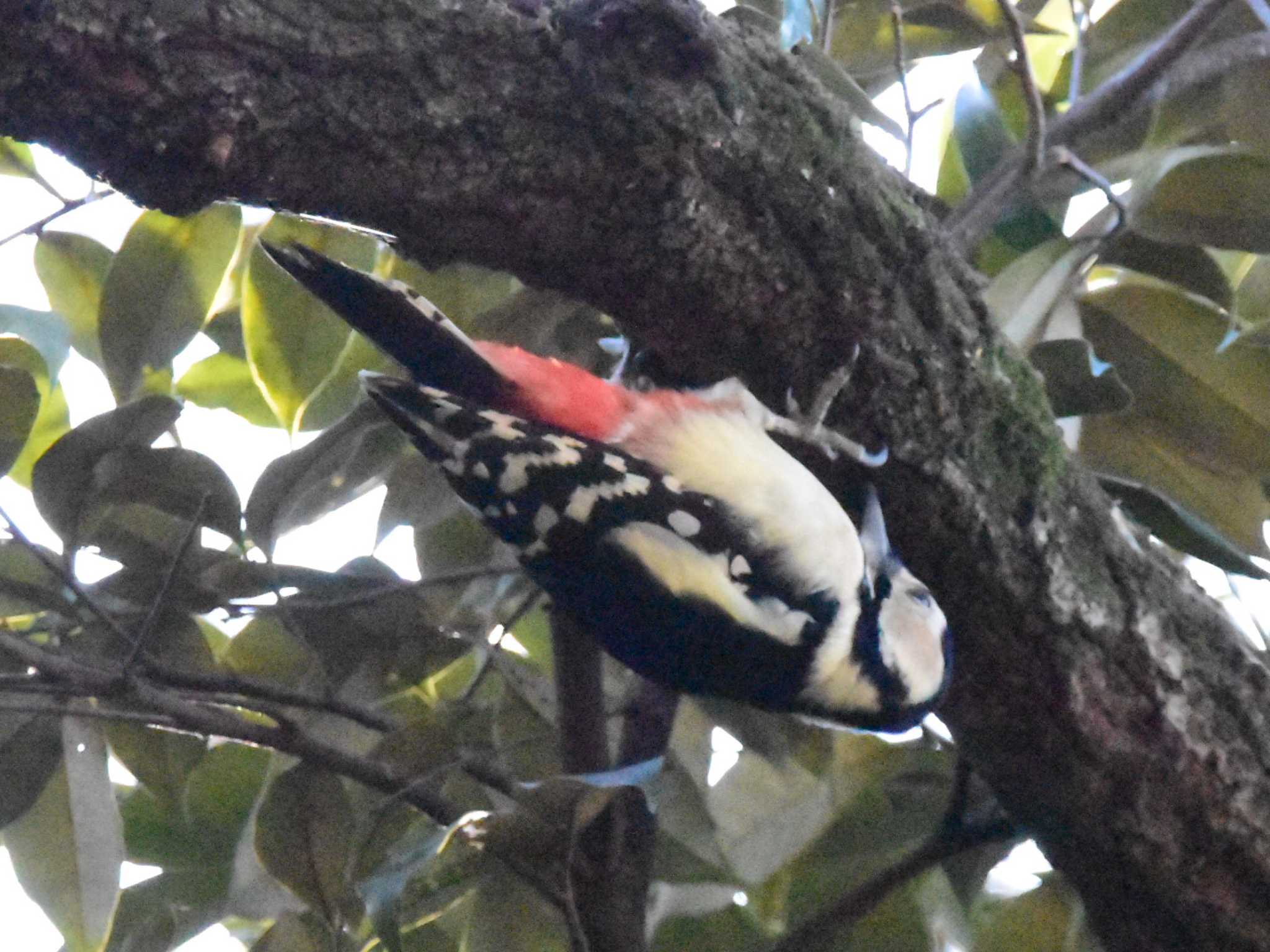 Great Spotted Woodpecker