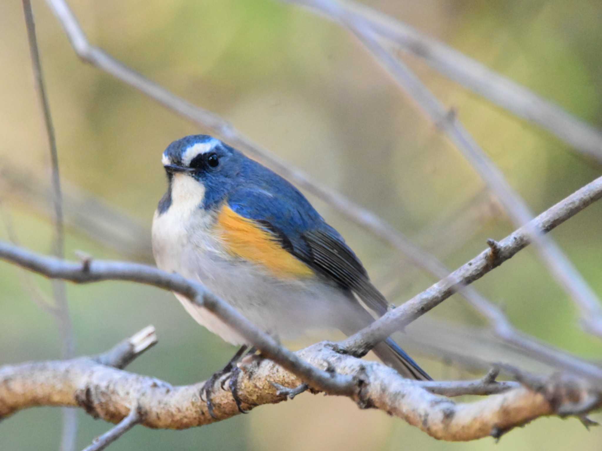 Red-flanked Bluetail