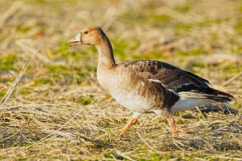 Greater White-fronted Goose 千葉県 Sat, 1/27/2024