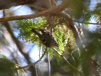 Goldcrest Akigase Park Tue, 1/30/2024