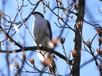2024年1月30日(火) 秋ヶ瀬公園の野鳥観察記録