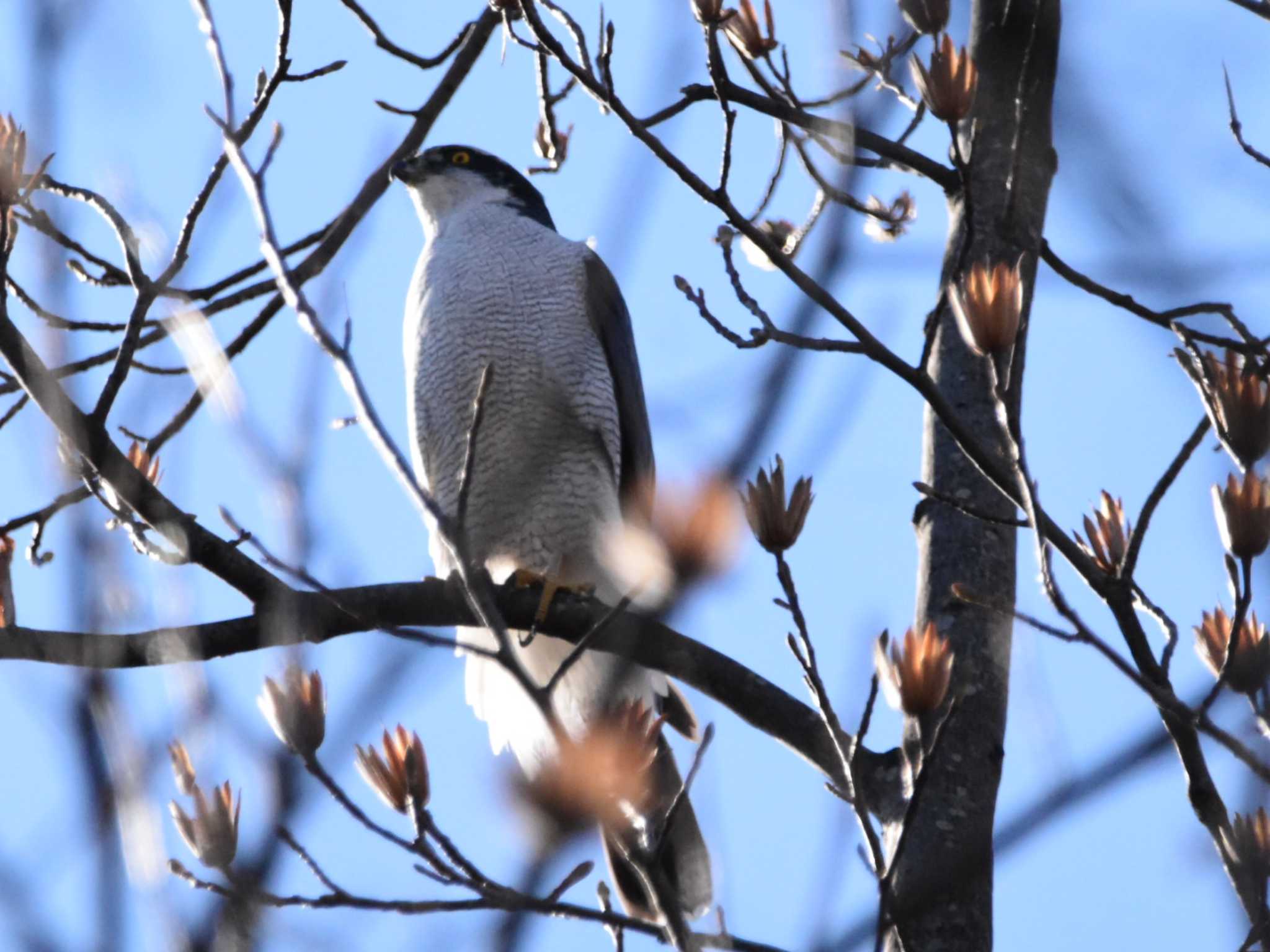 Eurasian Goshawk