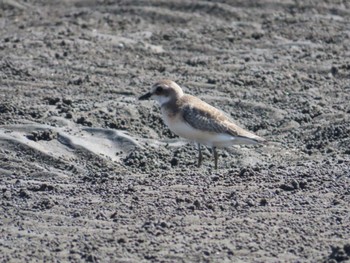 メダイチドリ ふなばし三番瀬海浜公園 2023年10月14日(土)