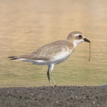 オオメダイチドリ ふなばし三番瀬海浜公園 2023年10月14日(土)