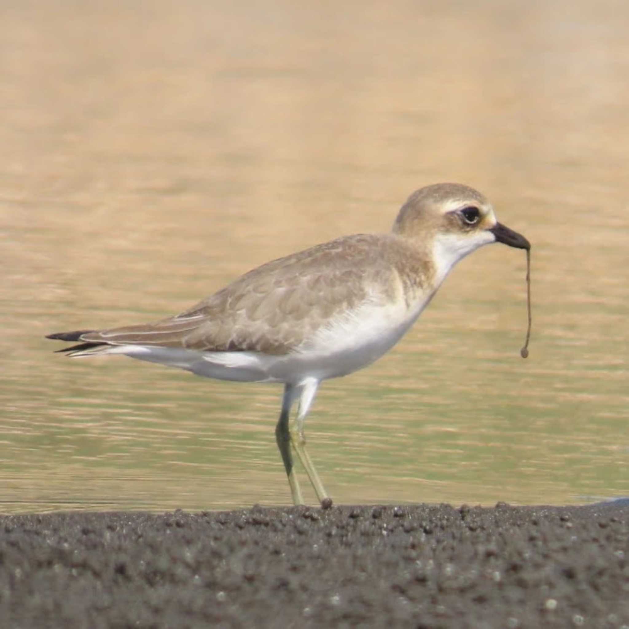 Photo of Greater Sand Plover at Sambanze Tideland by 生き物好きのY