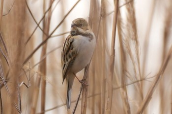 Pallas's Reed Bunting 多摩川河川敷 Sun, 1/28/2024